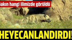 Çizgili sırtlan Şırnak’ta görüntülendi