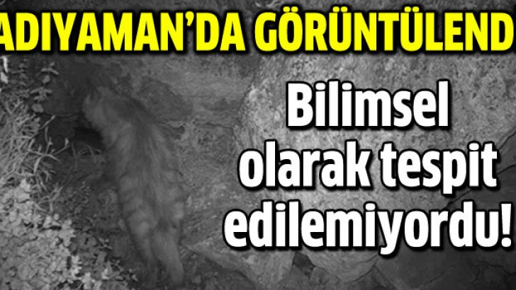 Çizgili sırtlanlar Adıyaman’da görüntülendi