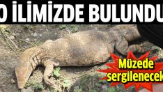 Şırnak’ta bulundu, müzede sergilenecek