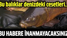 Bu habere inanmayacaksınız