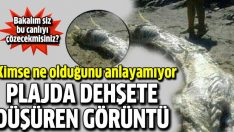 Plajda dehşete düşüren görüntü