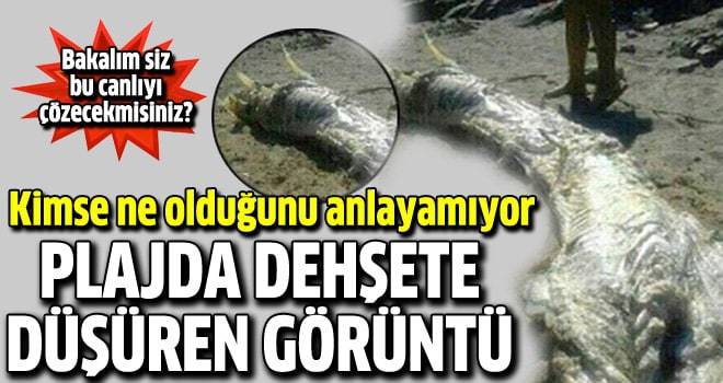 Plajda dehşete düşüren görüntü