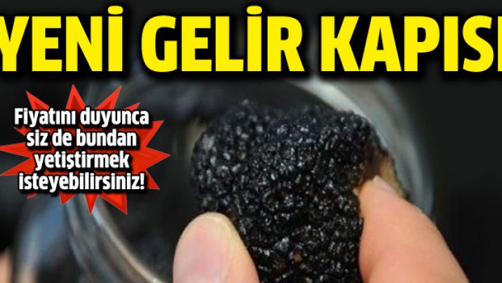 Trüf mantarının fiyatı dudak uçuklatıyor