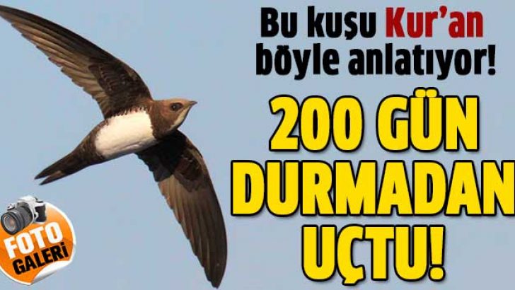Kur’an o kuşlardan böyle bahsetti