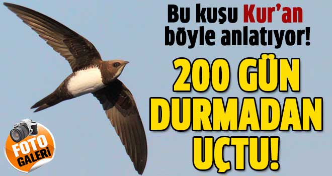 Kur'an o kuşlardan böyle bahsetti