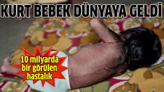 Kurt ailesine yeni biri katıldı