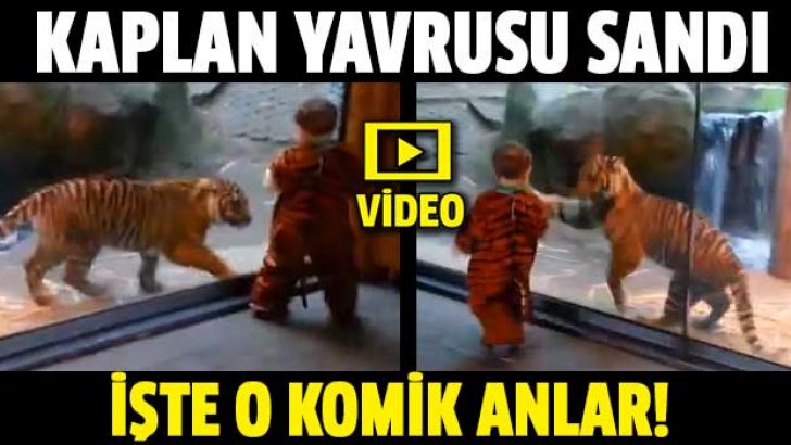 Kaplan çocuğu yavrusu sandı