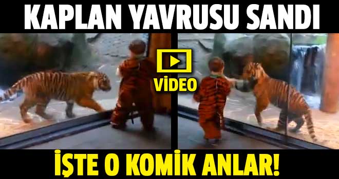 Kaplan çocuğu yavrusu sandı