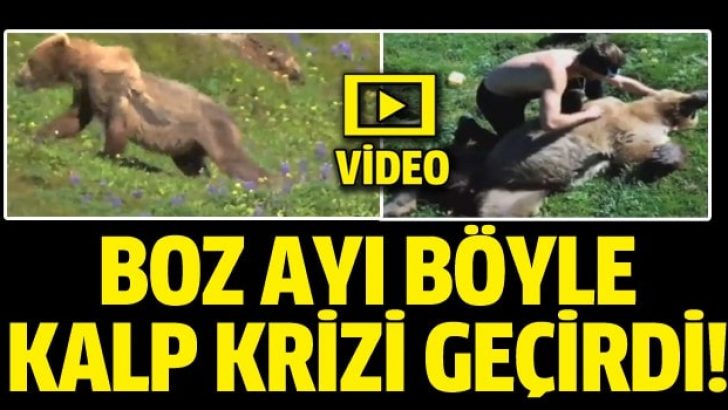 Boz ayı kalp krizi geçirdi