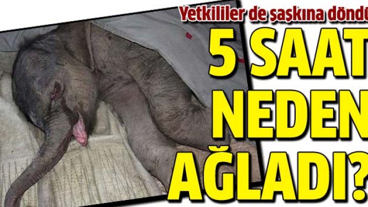 Yavru fil 5 saat neden ağladı?