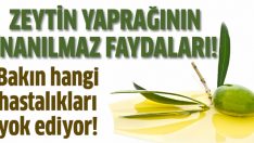 Zeytin yaprağının mucize faydaları