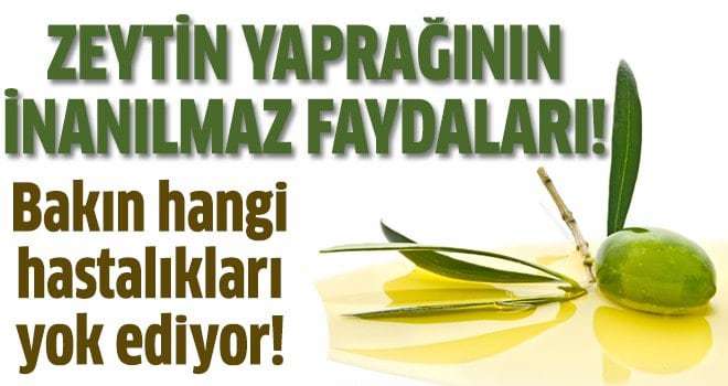 Zeytin yaprağının mucize faydaları