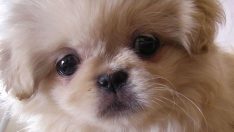 Ölen köpeğini bakın nereye gömdü!