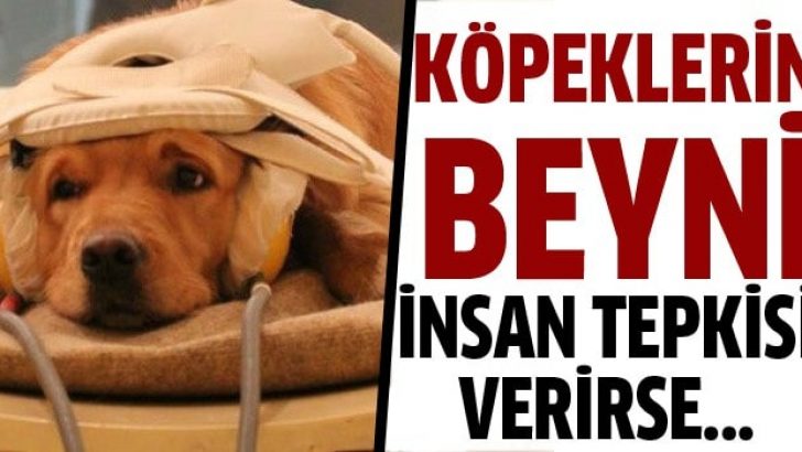 Köpeklerin beyni insan tepkisi veriyor!
