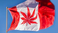 Kanada’da esrar serbest bırakıldı! Stoklar 2 günde tükendi