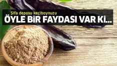 Şifa deposu keçiboynuzu, hücreleri onarıp yeniliyor!
