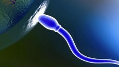 Avustralya dondurulmuş sperme izin vermedi