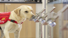 Köpekler, Kovid-19’u koklayarak teşhis edecek
