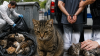 İzmir’de 33 ölü kedi soruşturmasında flaş gelişme: Serbest bırakılan veteriner yeniden gözaltına alındı!