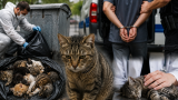 İzmir’de 33 ölü kedi soruşturmasında flaş gelişme: Serbest bırakılan veteriner yeniden gözaltına alındı!
