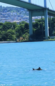 İstanbul Boğazı turkuaza döndü! Geçen yıl müsilaj vardı, bu yıl yunuslar dans ediyor