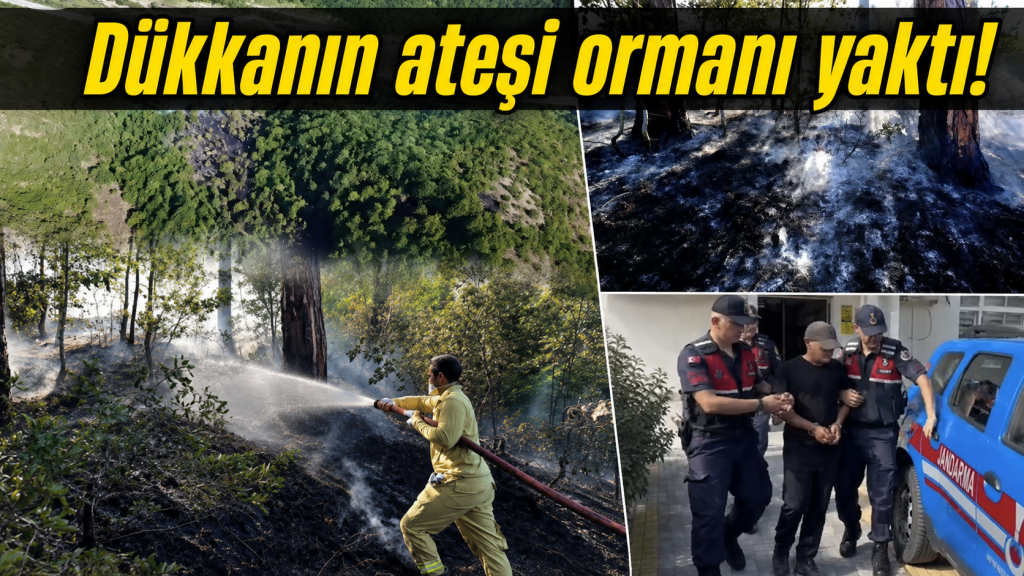 Gerze’de 5 hektarlık alanı küle çeviren yangında işletme sahibi tutuklandı!